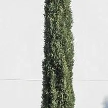 thumbnail for publication: Cupressus sempervirens: Italian Cypress